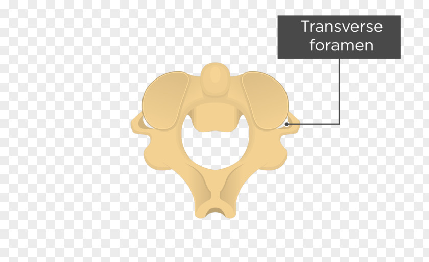 Vertebral Foramen Intervertebral Axis Transverse Column Cervical Vertebrae PNG
