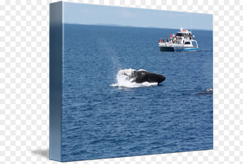 Whale Watercolor Water Transportation Porpoise Marine Mammal Cetacea PNG