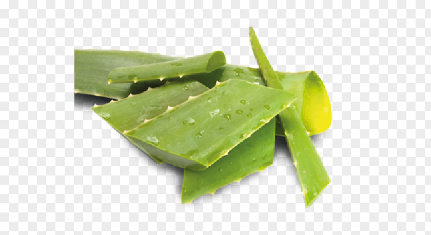 Aloe Barbadensis Vera Leaf Forever Living Products Hair Loss Therapy PNG