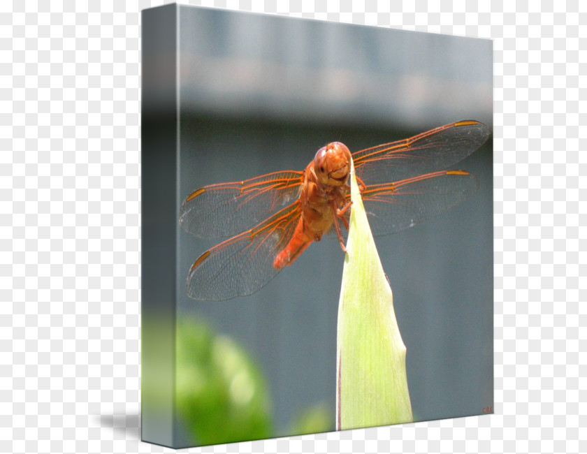 Dragon Fly Insect Dragonfly Close-up Photography Invertebrate PNG