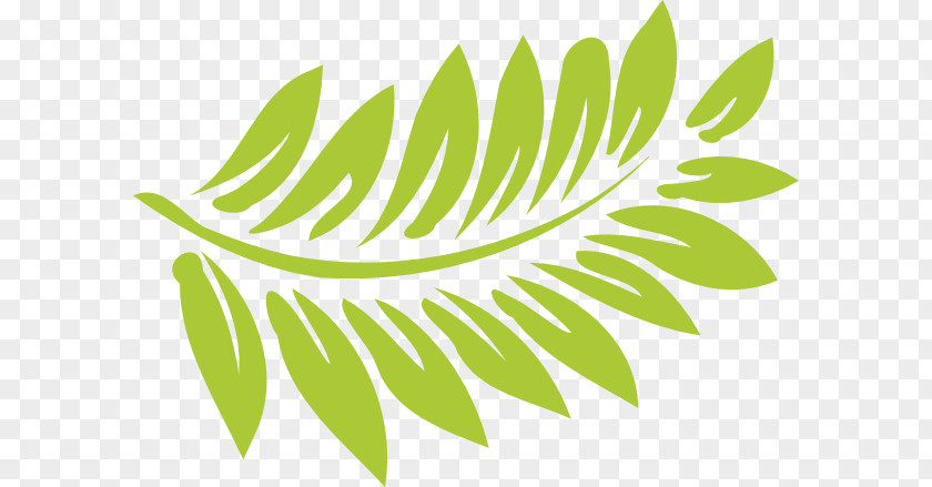 Fern Cliparts Hawaiian Hibiscus Drawing Clip Art PNG