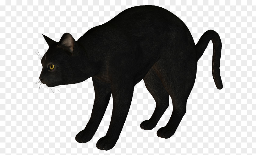 Silhouette Black Cat Korat Havana Brown Manx PNG