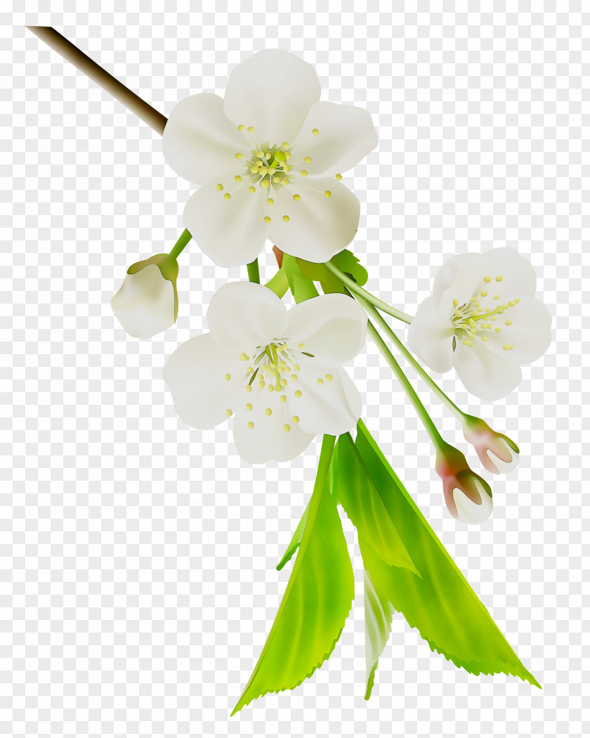 ST.AU.150 MIN.V.UNC.NR AD Cherry Blossom Cut Flowers Petal PNG