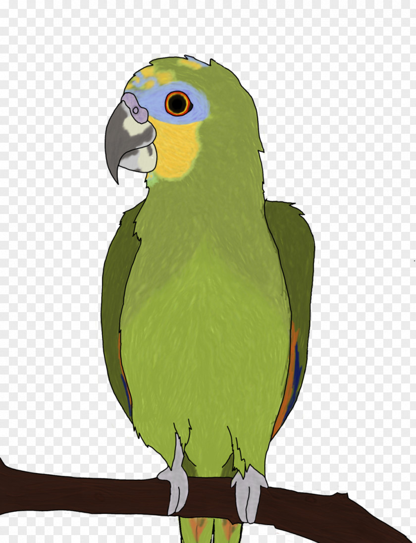Amazon Parrot Lovebird Orange-winged Macaw PNG