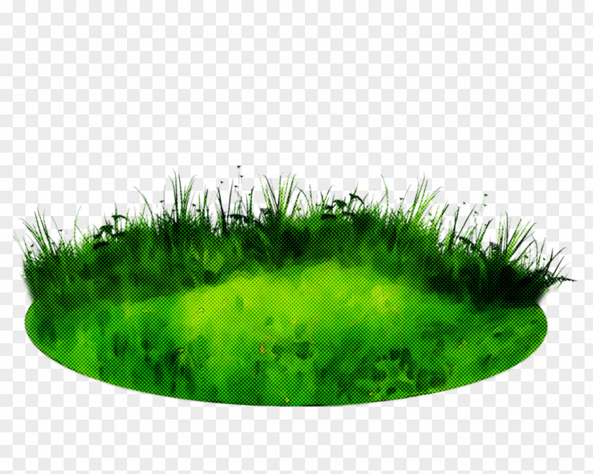 Green Grass Family Plant Moss PNG