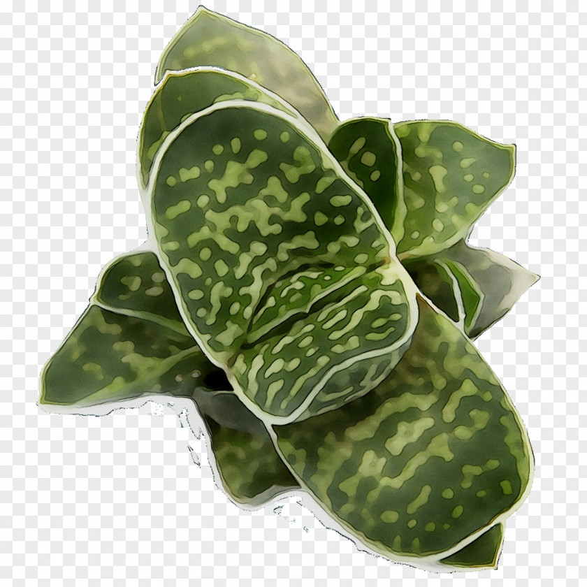 Leaf Plant Pathology Plants PNG