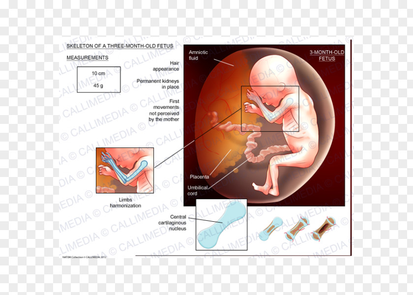 Skeleton Fetus Human Cartilage Osteoporosis PNG