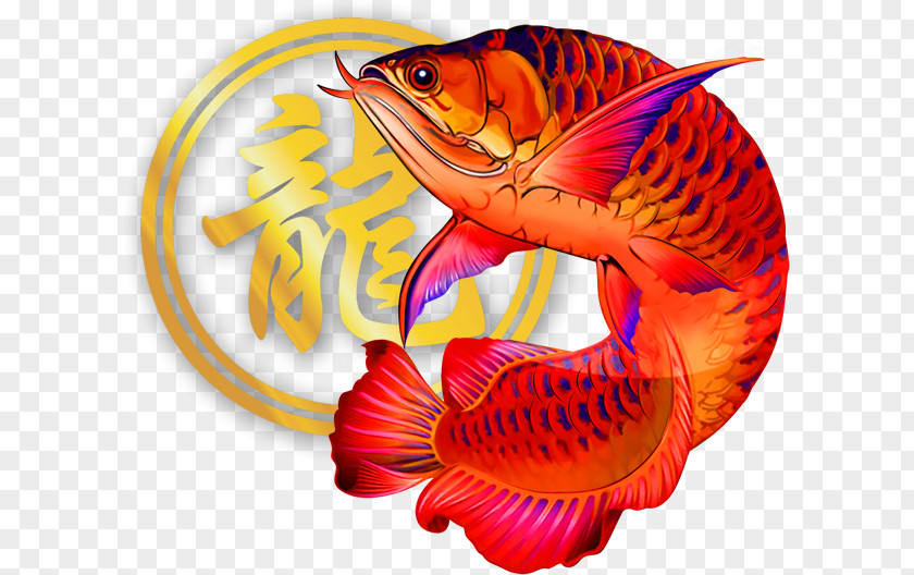 Fish Asian Arowana Ornamental Marine Biology Article PNG