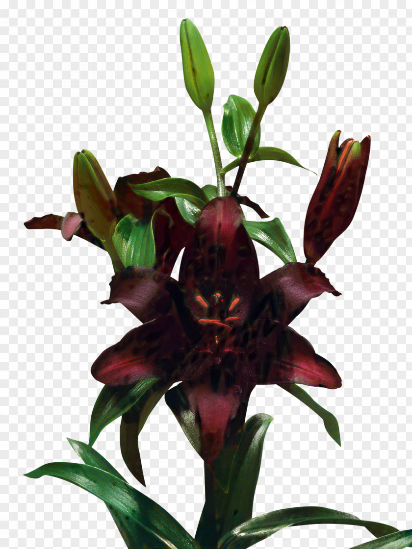 Flowerpot Lily M PNG