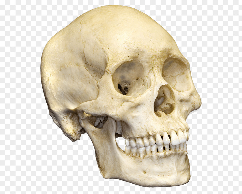 Skull Human Skeleton Bone Anatomy PNG
