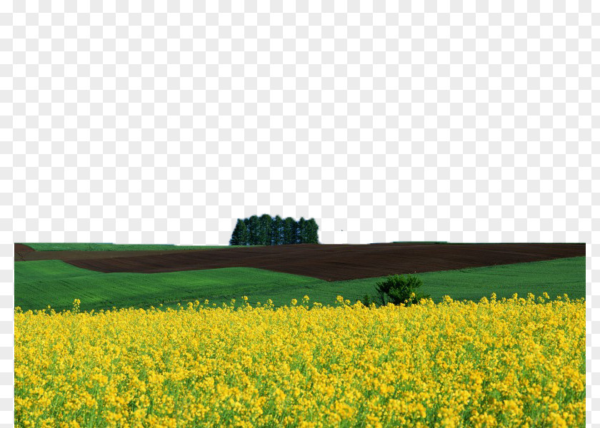 Canola Flower Field Image Download Wallpaper PNG
