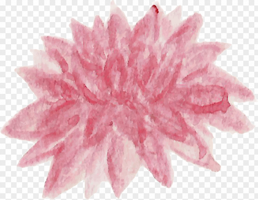 Chrysanthemum Petal Cut Flowers Pink M Dahlia PNG
