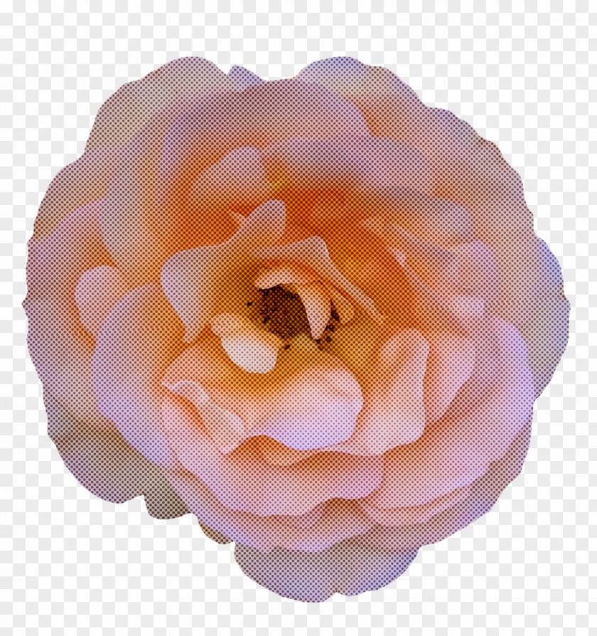 Garden Roses PNG