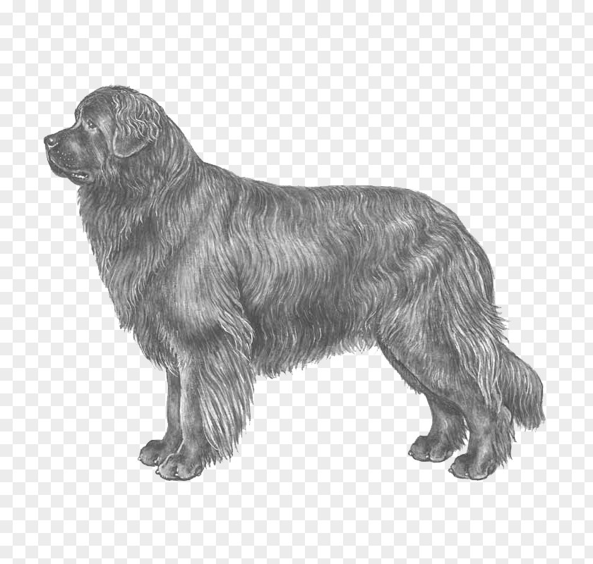 Newfoundland Dog Breed Standard Schnauzer German Pinscher Rare (dog) PNG