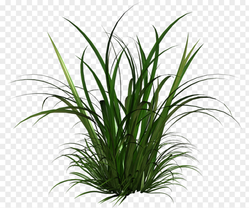 Watergrass Flag Clip Art Ornamental Grass Desktop Wallpaper PNG