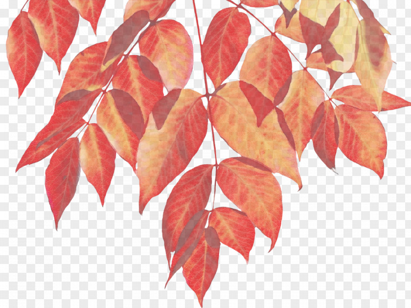 Branch Sweet Gum Red Maple Tree PNG