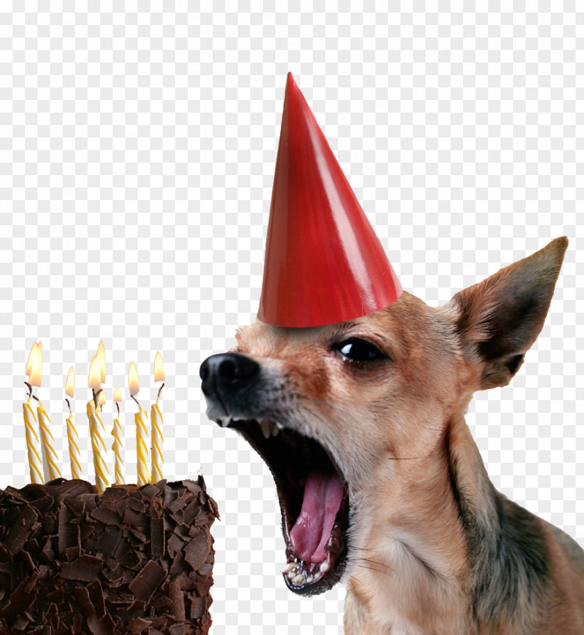 Cake Puppy Chihuahua Birthday Happy To You PNG