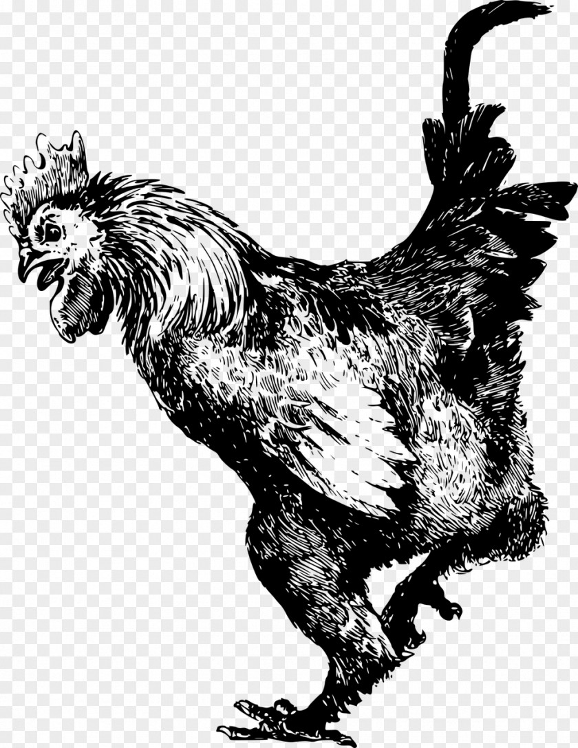 Chicken Drawing Rooster Old English Game Dominique Cochin Ayam Cemani PNG