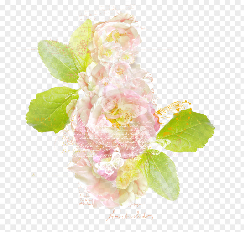 Flower Pink Floral Design Cabbage Rose PNG