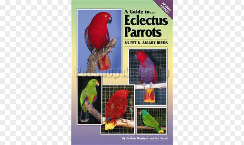Parrot Loriini Lovebird Budgerigar Parakeet PNG