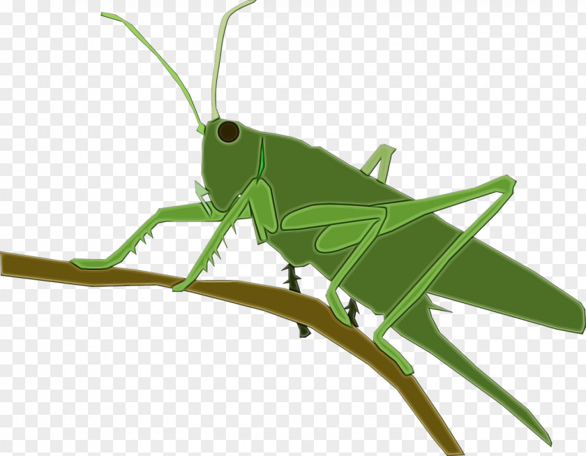 Pest Leaf Chinese Grasshopper Locust Insect Caelifera PNG