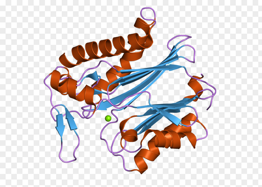 PPM1K Protein Phosphatase Ensembl Clip Art PNG