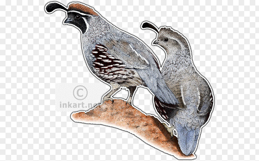 Quail Gambel's California Phasianidae New World PNG