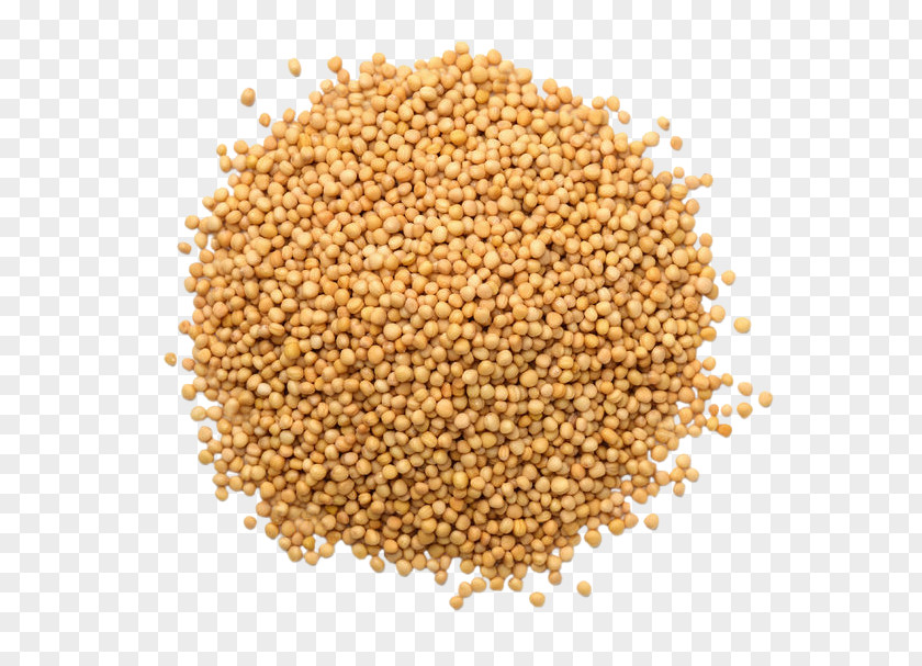 Seed Sprouting Alfalfa Sprouts Mustard PNG