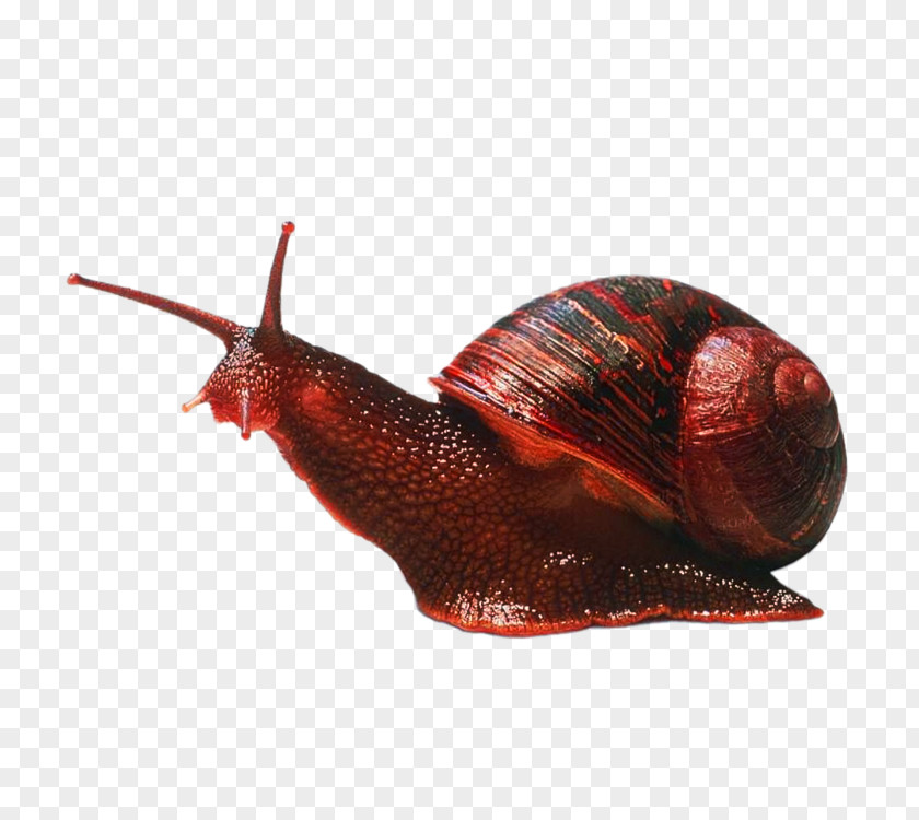 Snails Gastropods Caracol Cephalopod Snail Invertebrate PNG