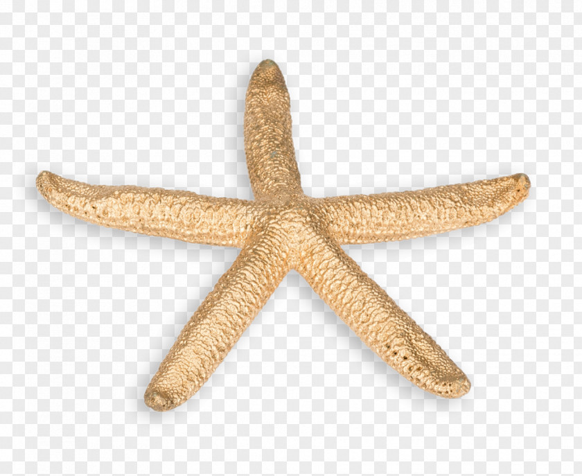Starfish Fossile Muscheln Gastropods Bivalvia Oreasteridae PNG