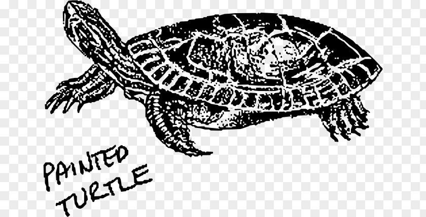 Turtle Hawksbill Sea Clip Art PNG