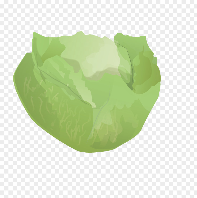Vector Cabbage PNG