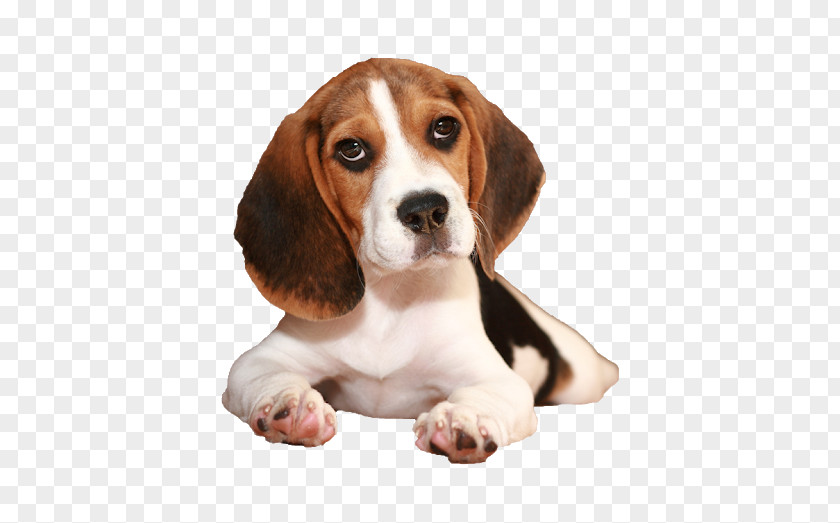 Dogs And Cats Beagle-Harrier Puppy Dachshund Basset Hound PNG