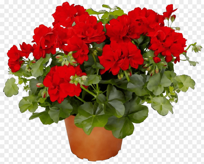 Geranium Annual Plant Flower Flowering Red Flowerpot PNG