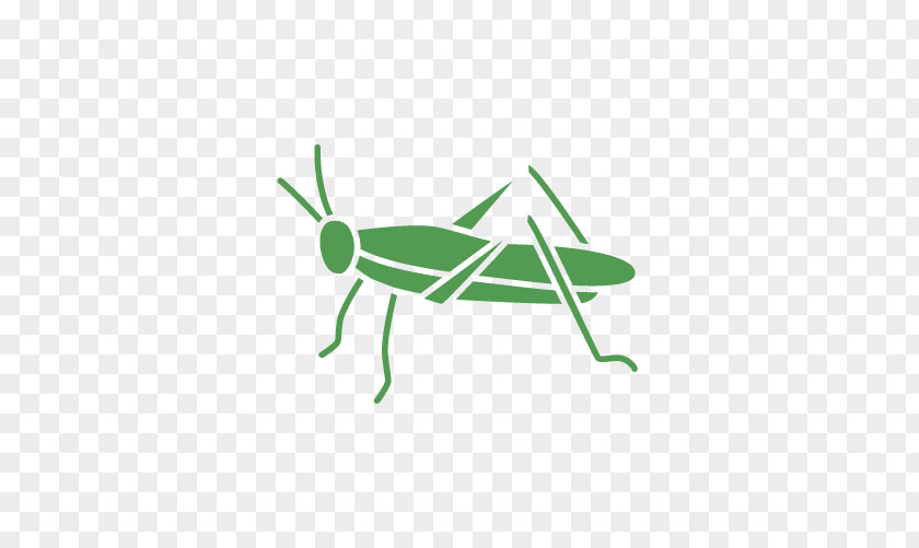 Grasshopper Insect Pest Clip Art PNG
