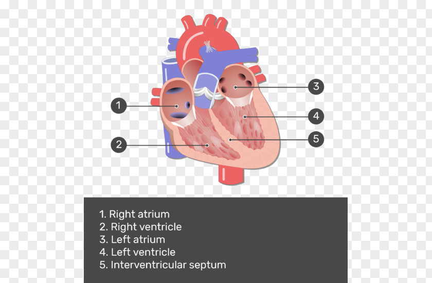 Heart Valve Mitral Anatomy Pulmonary PNG