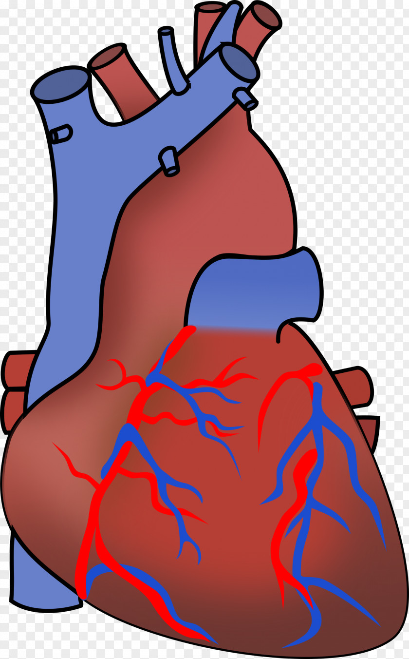 Human Heart Anatomy Of The Clip Art PNG