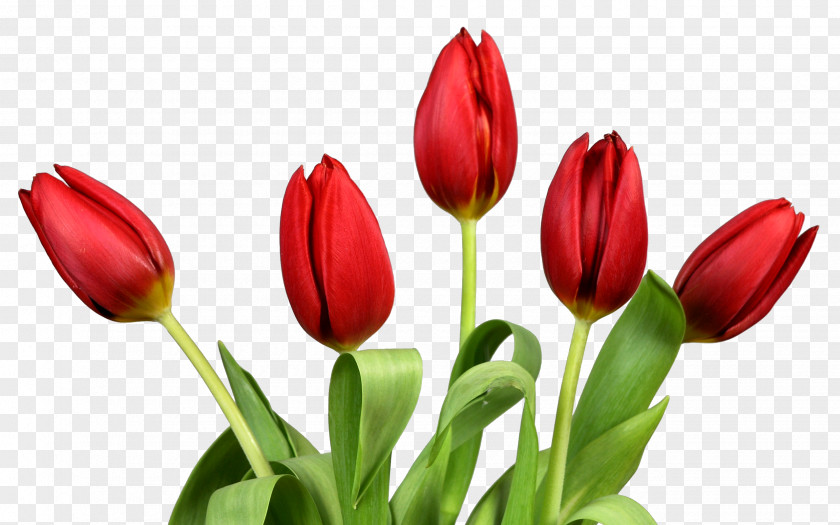 Tulip Flower Clip Art PNG