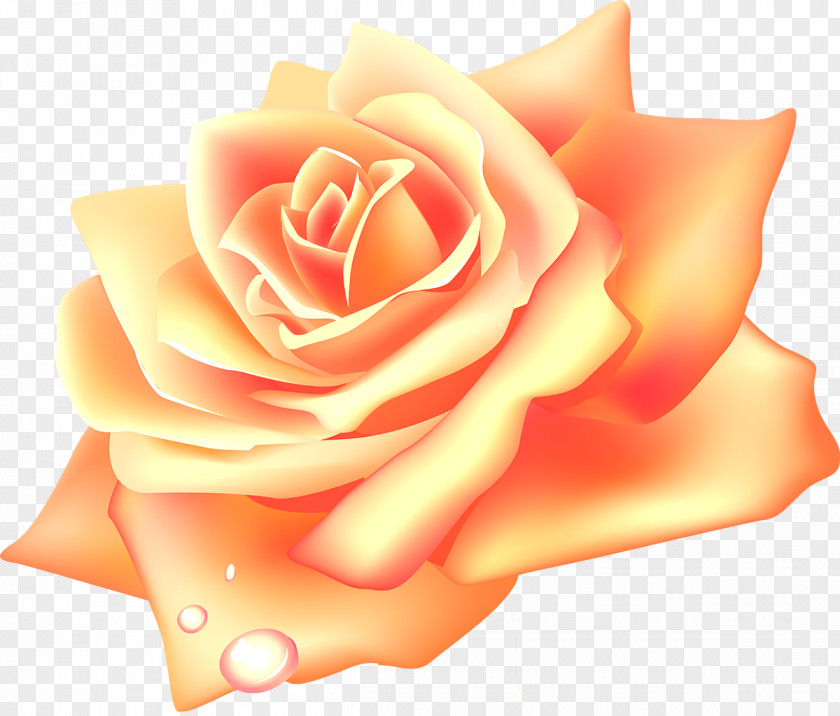 Yellow Rose PNG