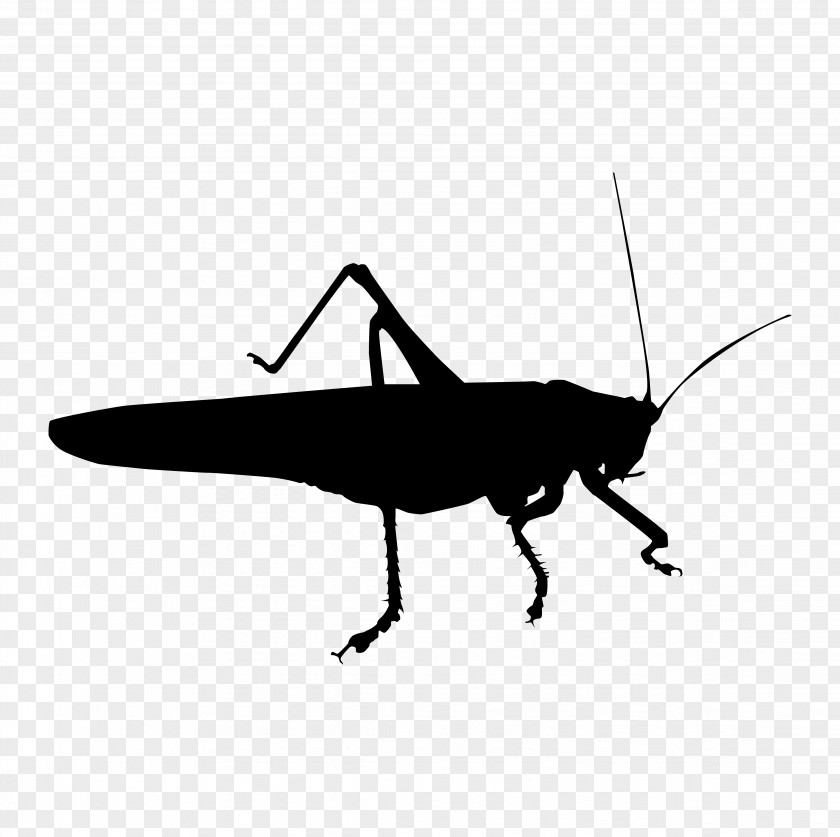 Cricket Insect Tettigonia Viridissima Grasshopper Tettigoniinae Cantans PNG