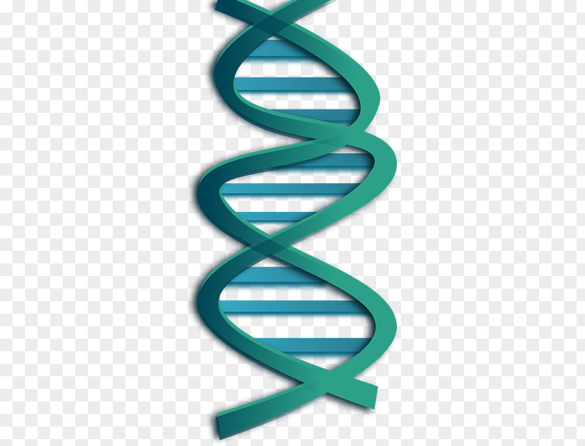Double Helix DNA Nucleic Acid Clip Art PNG