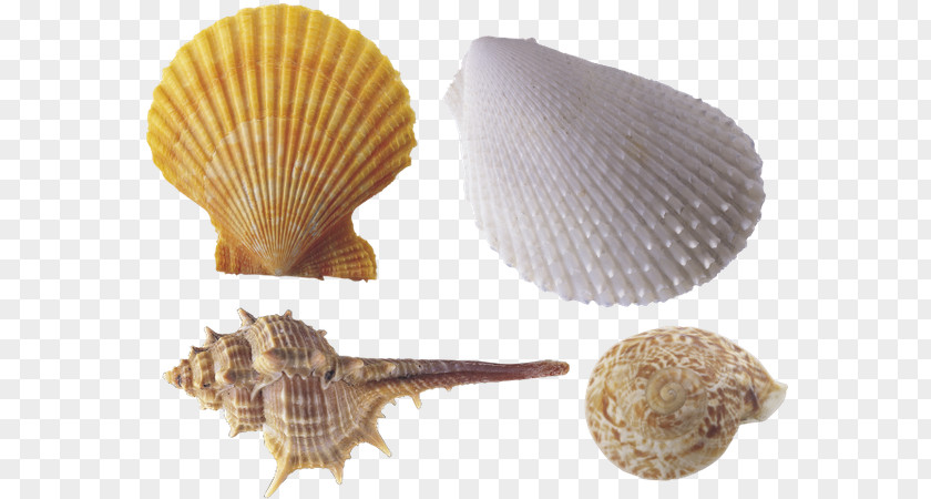 Seashell Computer Graphics Clip Art PNG