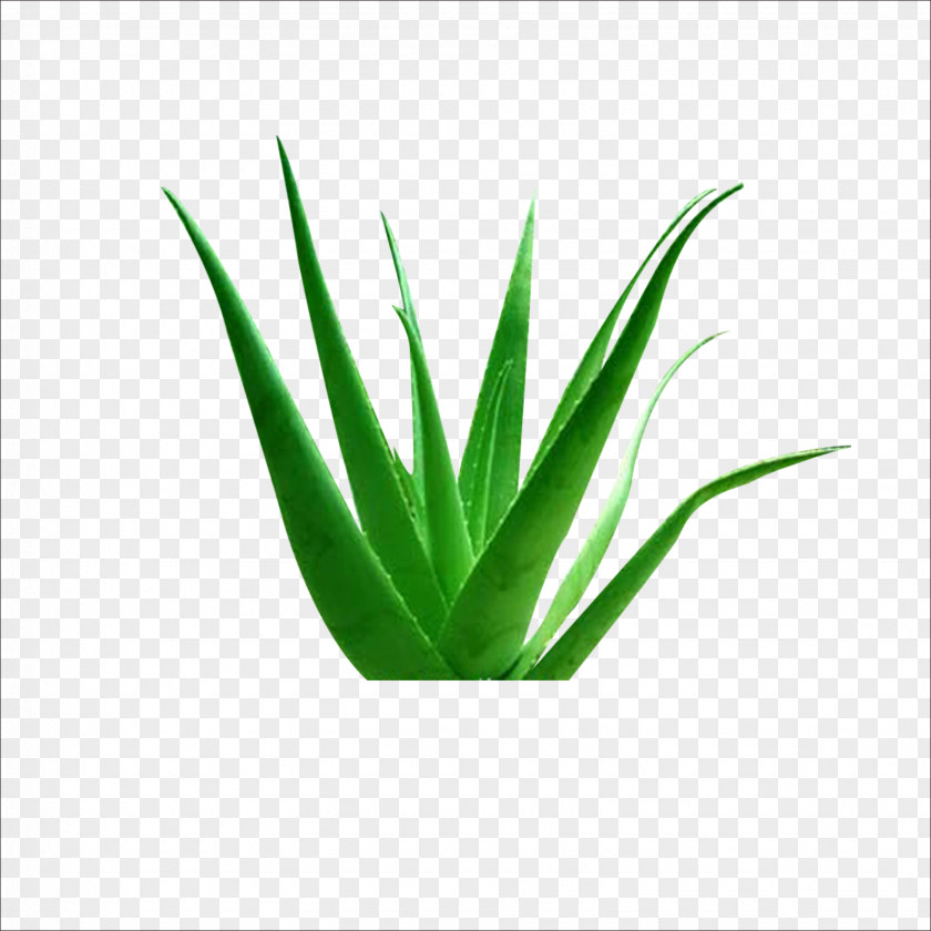 Aloe Vera Euclidean Vector Plant Icon PNG