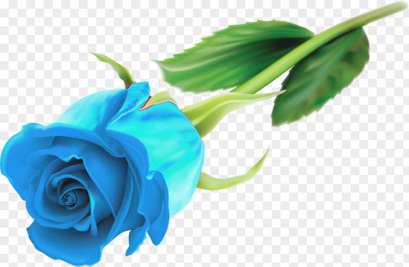 Blue Rose Flower Desktop Wallpaper PNG