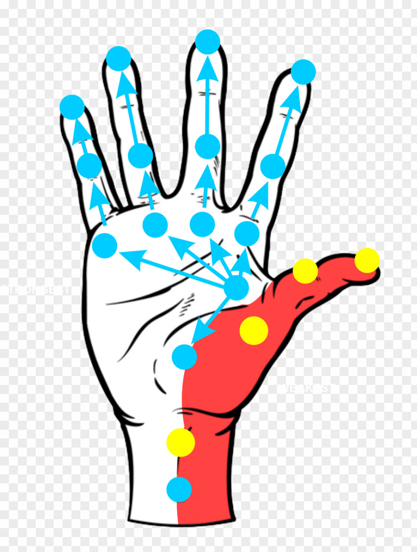 Hand Thumb Carpal Tunnel Art Finger PNG