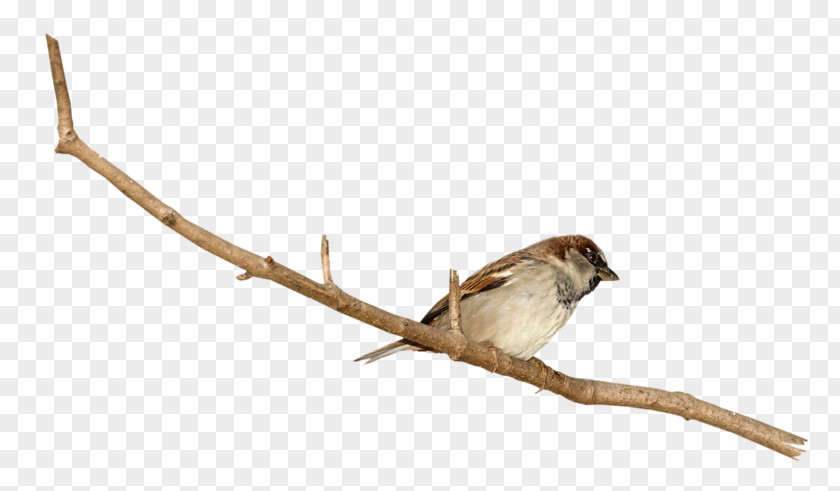 Sparrow House Finches Image PNG