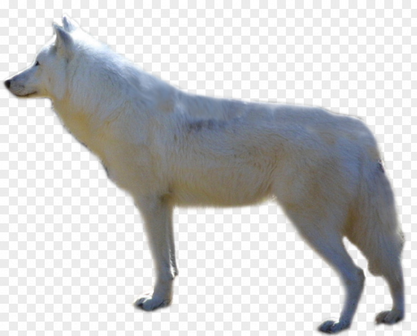 Wolf Alaskan Malamute Arctic Fox Tundra PNG