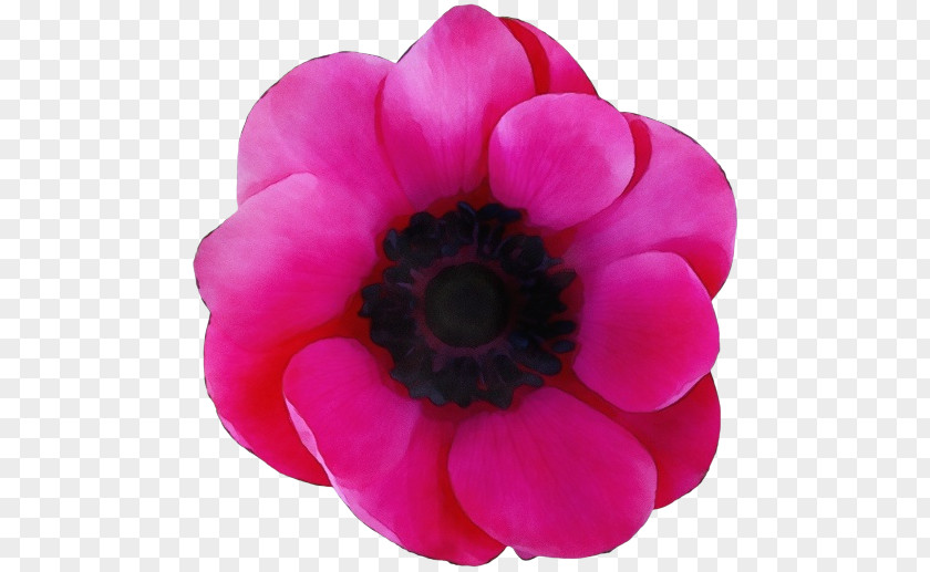 Anemone Magenta Close-up PNG