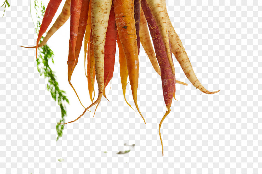 Carrots Vegetables Food Eating Nutrient Recipe Nutrition PNG