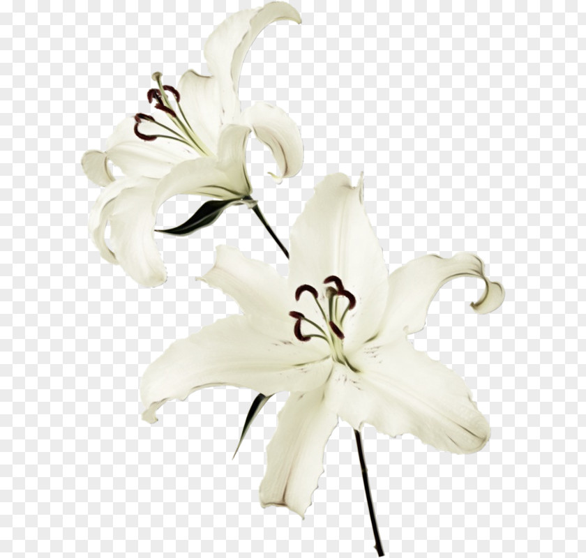 Crinum Lily Family Madonna Cut Flowers White Raster Graphics PNG